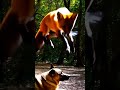 the quick Brown Fox jumps over the lazy dog #ai #motivation #lazybones #dogs #doglife #dogshorts
