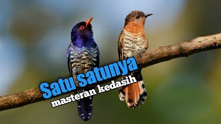 Satu satunya burung kedasih yang suaranya sangat unik dan tidak menyeramkan