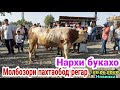 Молбозори пахтаобод турсунзода регар нархи бокахо Чкалов не пропустите 28.06.2020