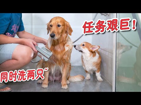 主人挑战同时给两只狗狗洗澡，过程会顺利吗？