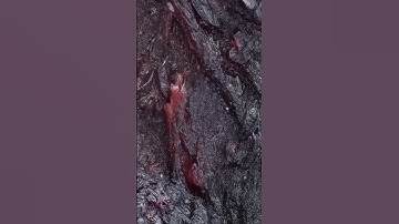 Volcano eruption on a blueberry: #microscope #macro #wigglestereoscopy