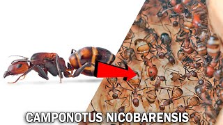 Camponotus nicobarensis : Le début d'une GROSSE colonie