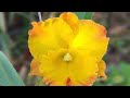Xuất sắc zalo 0989214119#Hoalannhuy #Hoalan #Cattleya
