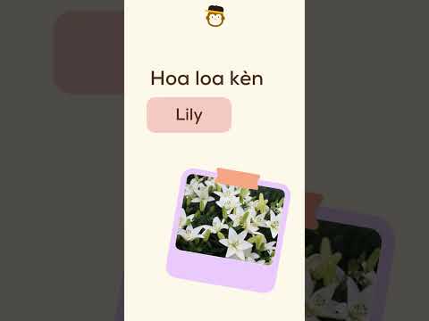 Flowers In Vietnamese💐 (with audio🔊)
