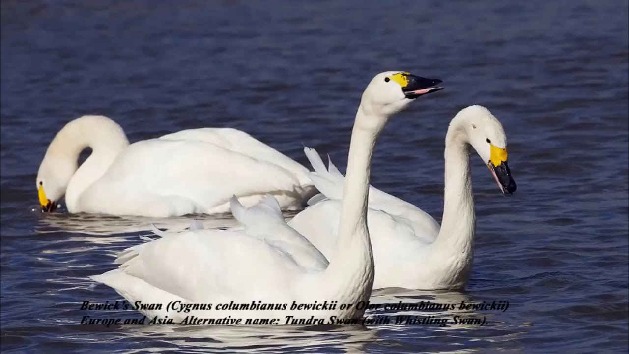 Swan Species YouTube