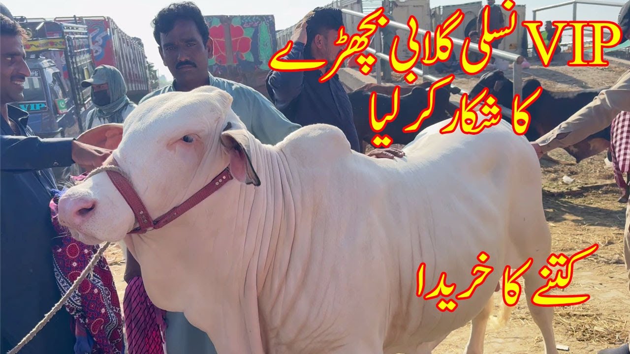 Сегодня в Мултан Манди, Батрин Соди Хюэ | VIP Гулбай Бахра Китни Ка Лия? @SSTvs