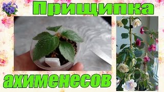 Прищипка комнатного растения ахименеса в домашних условиях.1-я прищипка(Прищипка комнатных растений ахименесов в домашних условиях.1-я прищипка.Чтобы растение кустилось и было..., 2016-04-27T17:00:58.000Z)