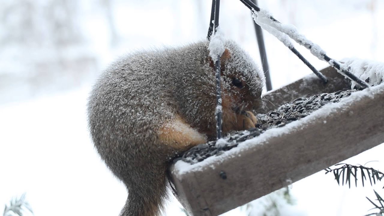 Storm Ion Icy Fox Squirrel (Sciurus niger) Eating Seed in -9F Weather by Sayre Nature