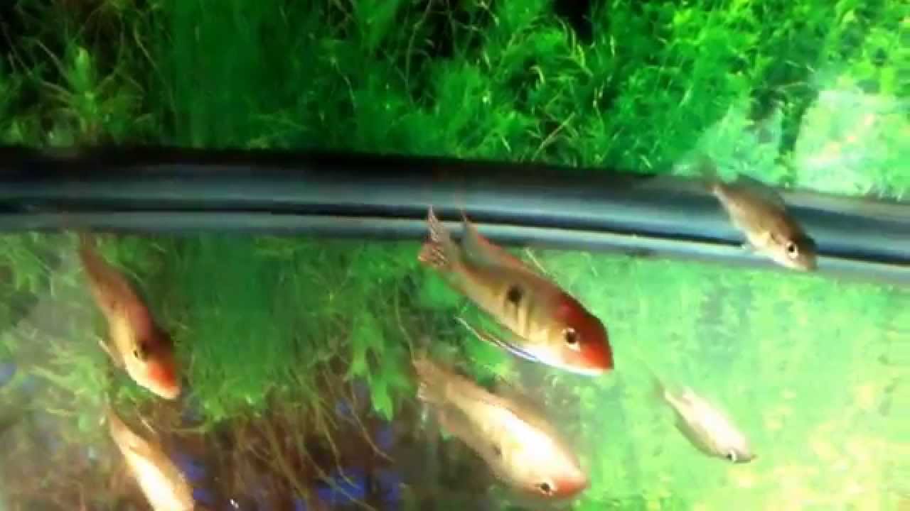 Geophagus Red Top Tapajos