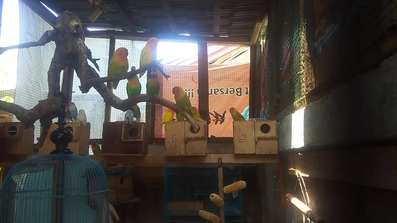 kandang lovebird koloni Lbraja kicau. 