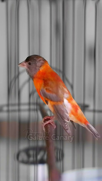 lagu red siskin gacor mewah untuk isian kenari #kenarigacor #redsiskin #burungmasteran