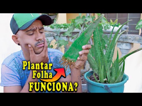Vídeo: Como Plantar Babosa