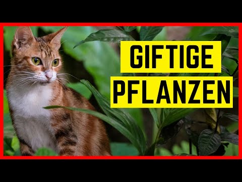 Video: Wie man einer Katze beibringt, auf Ihrem Schoß zu sitzen