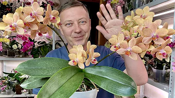 пышное цветение орхидеи и процесс ухода за орхидеей