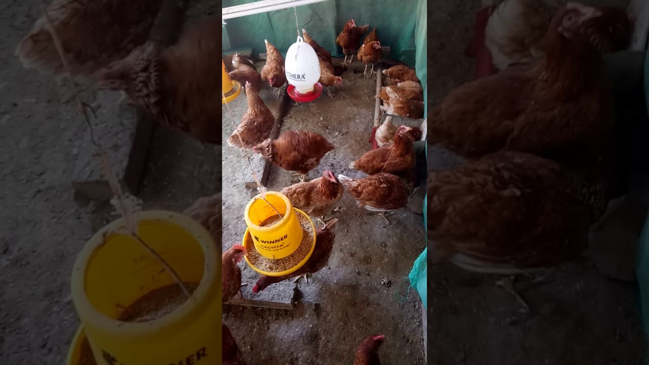 Ayam petelur setengah umbaran 