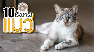 10 เรื่องจริงของ แมว (Cat) ที่คุณอาจไม่เคยรู้ ~ LUPAS