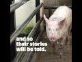 Undercover Investigators | Animal Equality