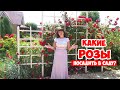 САДОВЫЕ РОЗЫ. Классификация и все ВИДЫ РОЗ для начинающих! Roses in the garden.