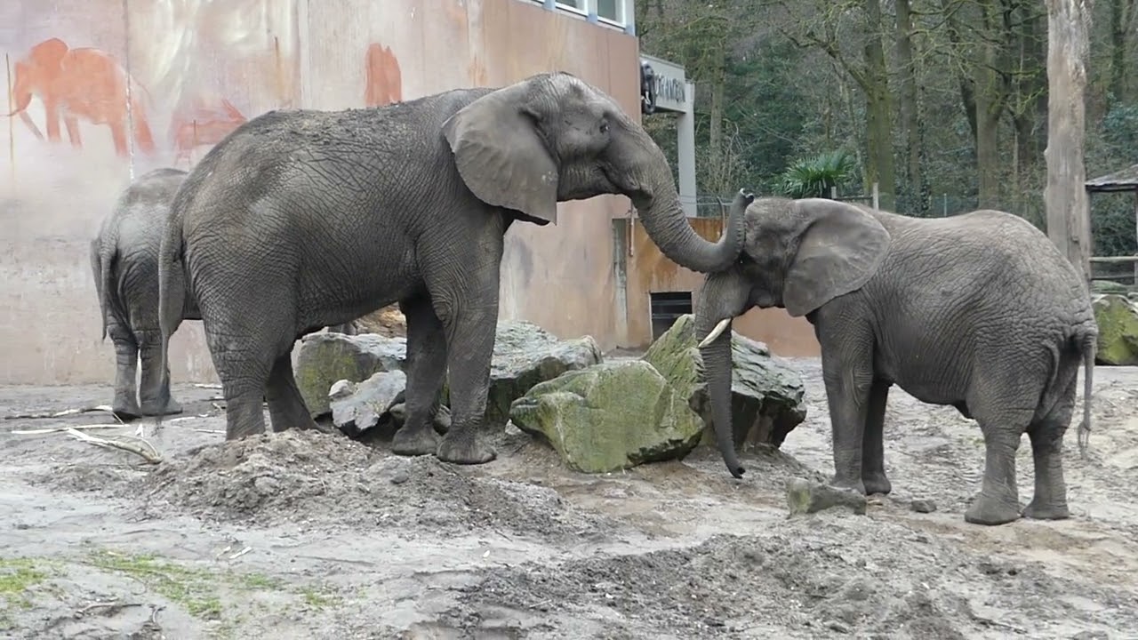 olifanten Ouwehand Dierenpark 19 februari 2026