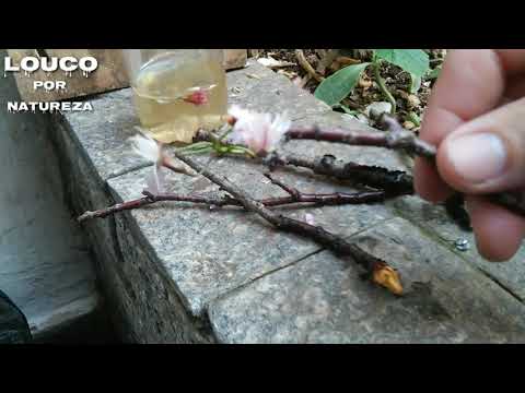 Vídeo: Enxerto de cerejeira na primavera: como fazer certo