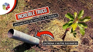 NO ESPERES AÑOS para cosechar tu AGUACATE o PALTA  ¡ENTRENA SUS RAÍCES! EL MEJOR MÉTODO CONOCIDO.