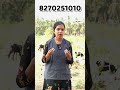 15 പശുക്കൾക്ക് അനുയോജ്യമായ ബെസ്റ്റി മിൽക്കിംഗ് മെഷീൻ