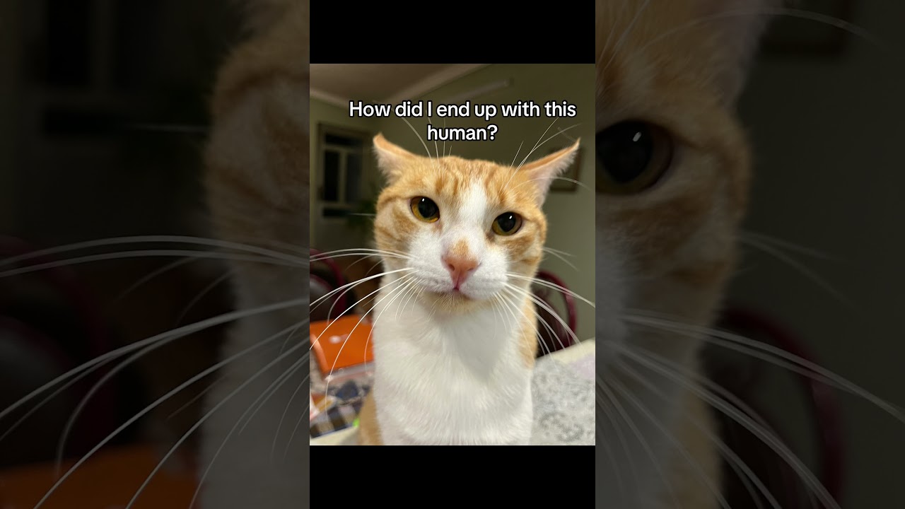 I don’t always stare, but when I do, it’s judgmental.  