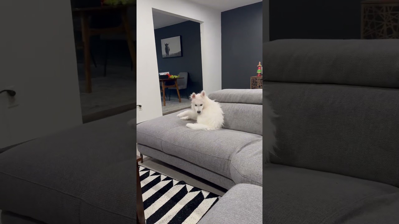 Snow's zoomies after shower 