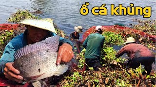 TIẾP TỤC TRÚNG Ổ CÁ KHỦNG | THÚ VUI MIỀN TÂY. 06