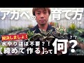 【アガベチタノタとは？！】枯れないってまじ？締めるってなに？昔は安かった？輸入株のチタノタの魅力って？ぜ～んぶゆるくお話します！