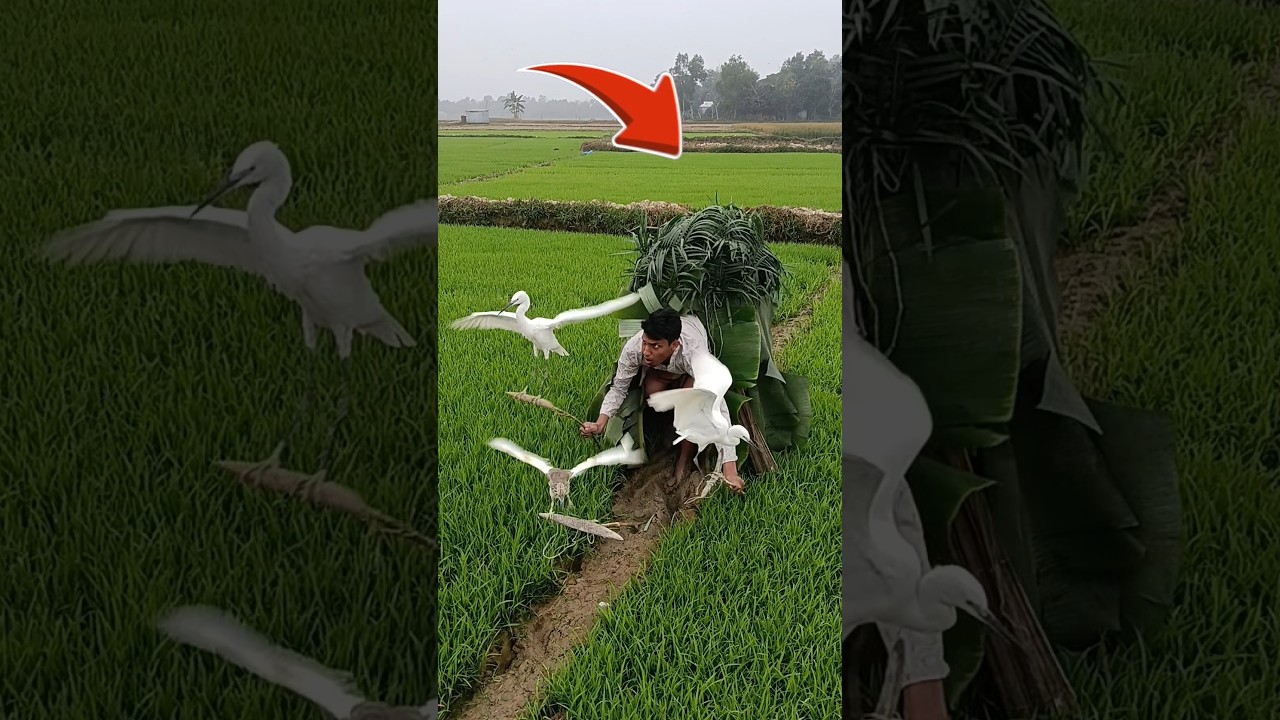 Viral prey of seed rice takes hold in bog. South Korea# United status