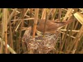 Kelakuan Burung "KADASI" Yang Jahat !!!