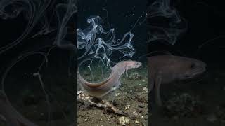 Watch Hagfish Secret video