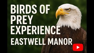 Birds of Prey Experience at Eastwell Manor