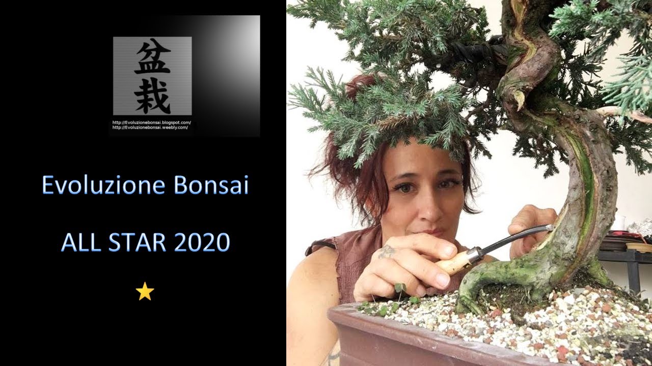 Evoluzione Bonsai All Star 2020