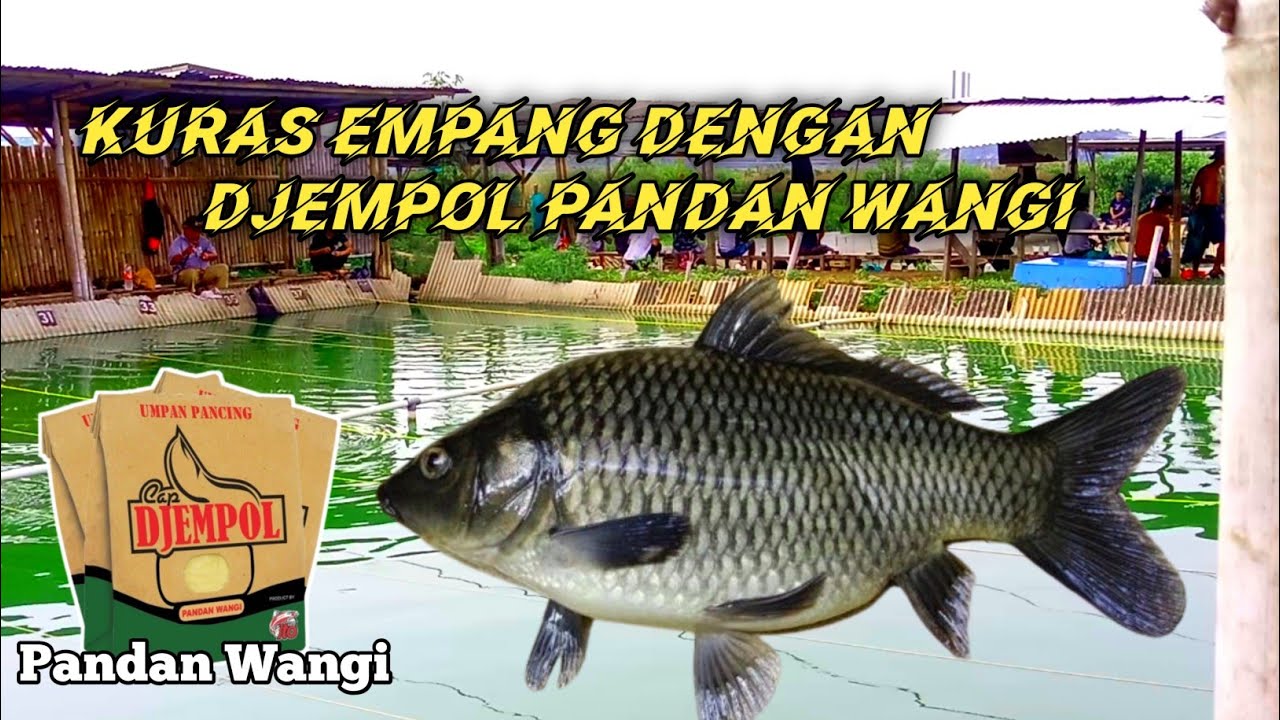 Umpan Ikan Mas Djempol Pandan Wangi Terbaru 2022