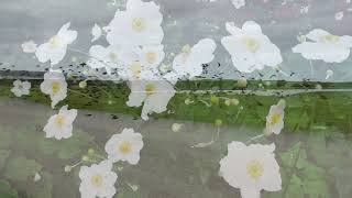Esme Sears: Liminal Reflections (Short Experimental Film)