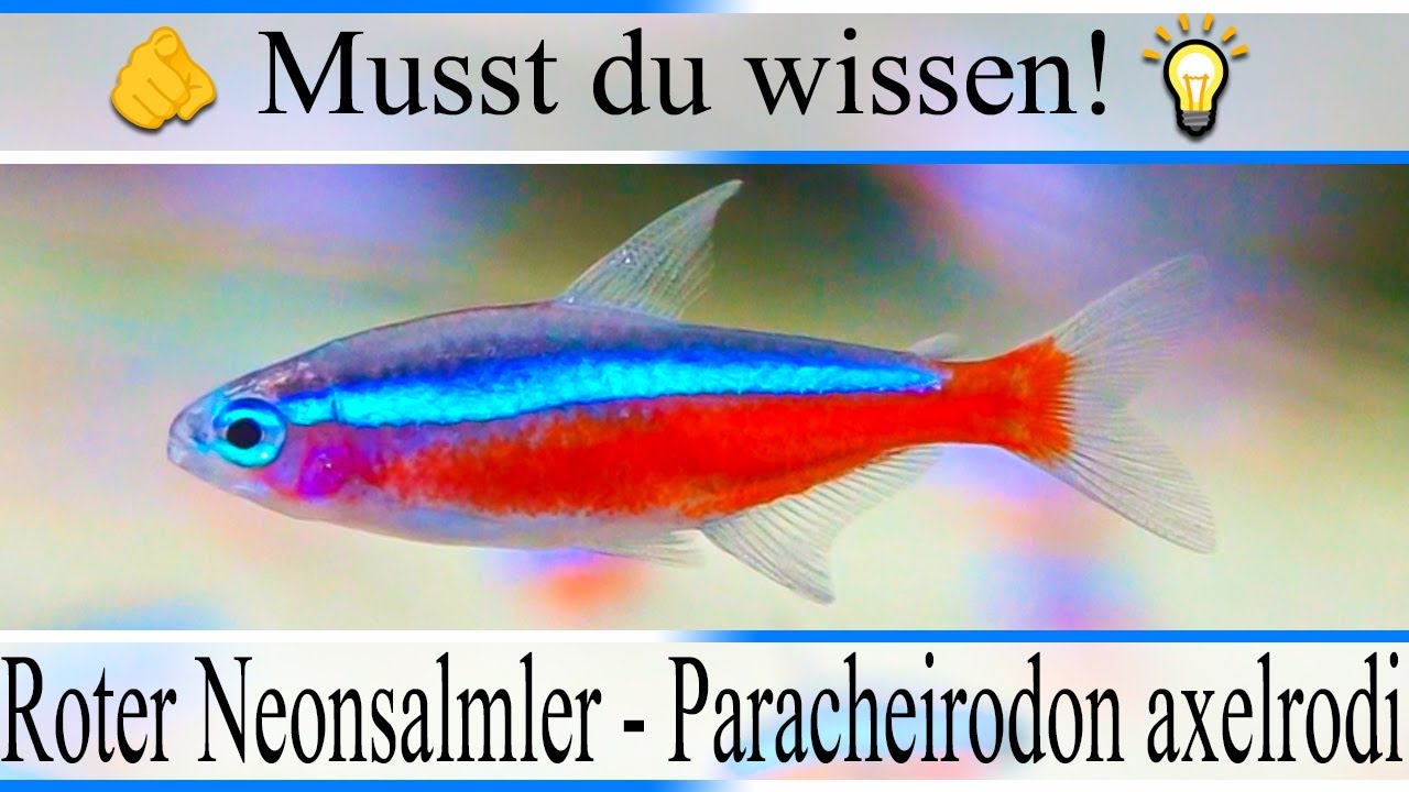 Haltungsbedingungen und Infos zu Roter Neonsalmler - Paracheirodon axelrodi | 