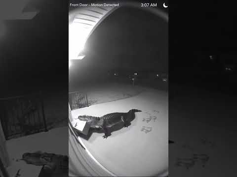 Florida Man's Security Camera Catches Alligator Stealing His Amazon Package