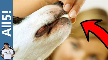 What happens if a dog eats an eraser?