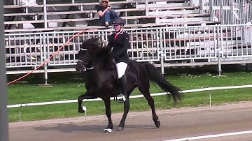 Fálmar frá Ketilsstöðum, WC15T1