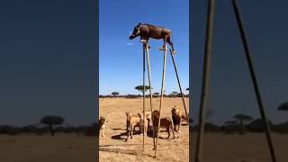 very nice video #educational #shorts #viral #amazing