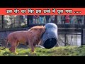 10 जानवर जिनकी जान और जिदंगी खतरे में पड़ गई | 10 Animals Trapped In Unbelievable Things &amp; Places