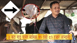 विदेशमा ५० हजारको रोजगारी छोडी नेपालमै गाई पालन शुरु Cow Farming In Saptari || Pawan Kumar Basnet