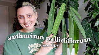 ANTHURIUM PALLIDIFLORUM care  Strap Leaf Anthurium Tips & Tricks