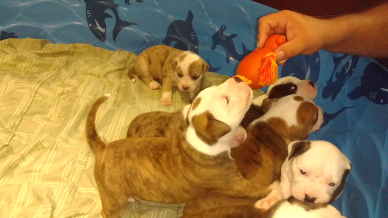 boxer dog rescue Elvis for Judy - F.F. Fox'SFarm of ALAPAHA BLUE BLOOD BULLDOGS