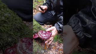 GANODERMA LUCİDUM#REİSHİ MANTARI #ÖLÜMSÜZLÜK MANTARI =BOLU