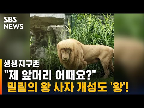 #shorts &amp;quot;제 앞머리 어때요?&amp;quot; 동물의 왕 사자 &amp;#39;일자 앞머리&amp;#39; 화제 / SBS / 생생지구촌