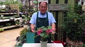 アブチロンの冬の管理 Youtube アブチロンの冬の管理 Youtube