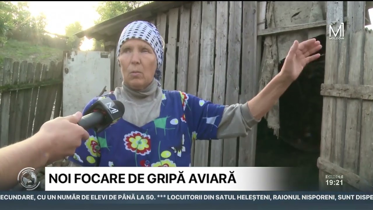 Gospodăriile din Heleșteni rămân fără păsări și fără venituri, după focarul de gripă aviară